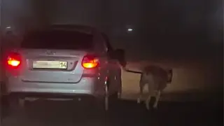 “Тренировал перед соревнованиями“. Казахстанца наказали за скандальное видео с собакой