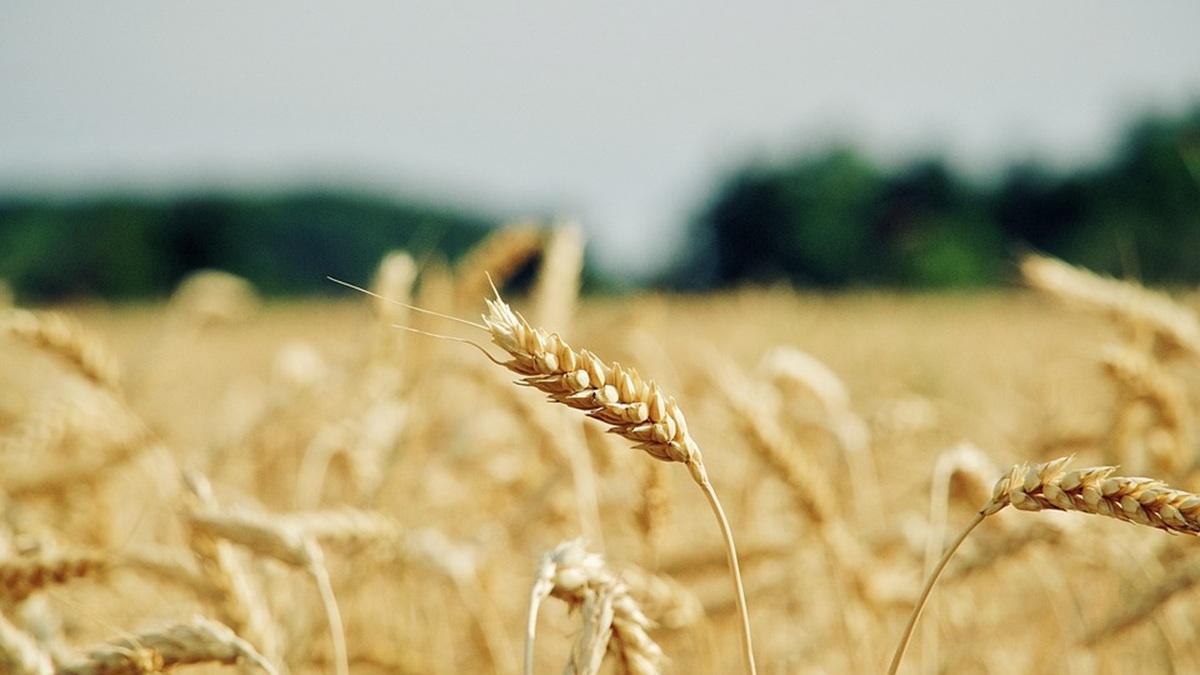 Казахстан вошел в мировой топ-6 по сельхозугодьям