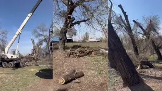 50-летние деревья начали вырубать в области Жетысу – что говорят в акимате