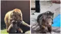 Краснокнижные медвежата родились в зоопарке Алматы